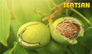 Irrigation of Walnut Tree